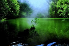 Simple Green