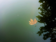 Leaf