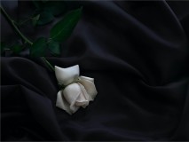 White-Rose