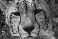 Kitty