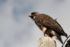 Angry Bird