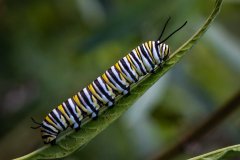 Caterpillar