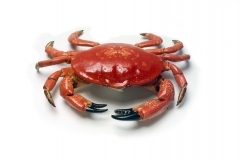 Just a Crab