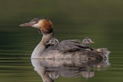 Cute Family