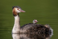 Cute Family