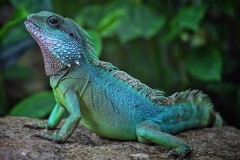 Little Dinosaur