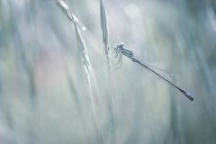 Dragon-Fly