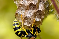 Bumblebee