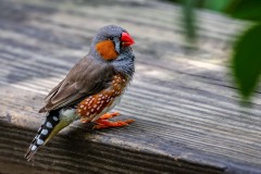 Red Beak