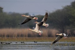 Fly