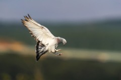 Peace