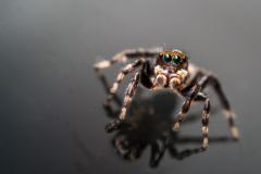 Spider Man