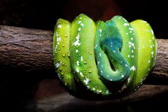 True Green