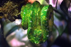 True Green