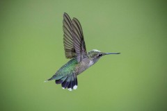 Hummingbird