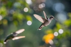 Hummingbirds