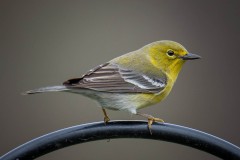 Single Yellow