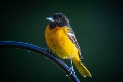 Single Yellow