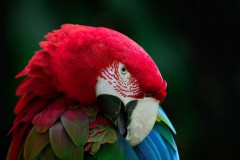Red HEad