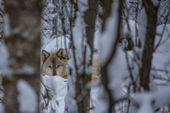 Ambush